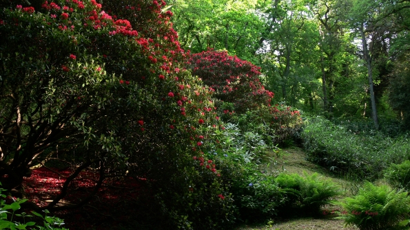 Bois des Moutiers (1) Juin 2012